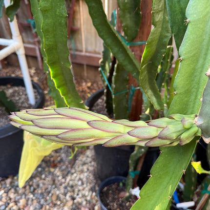 Kraken (Erongka- Purple Ocamponis) dragon fruit live cuttings 12”