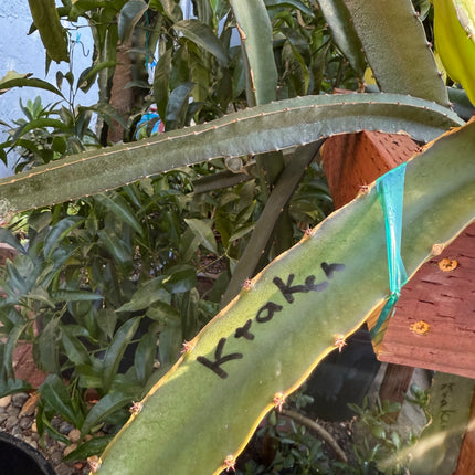 Kraken (Erongka- Purple Ocamponis) dragon fruit live cuttings 12”