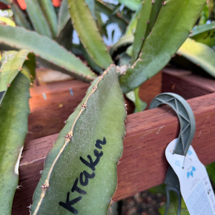 Kraken (Erongka- Purple Ocamponis) dragon fruit live cuttings 12”