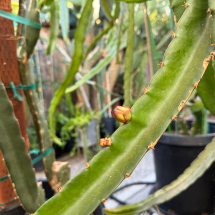 Venus dragon fruit live cuttings