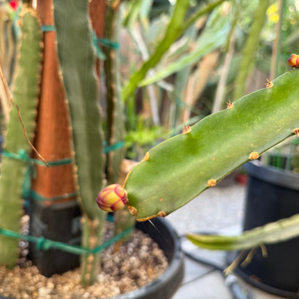 Venus dragon fruit live cuttings