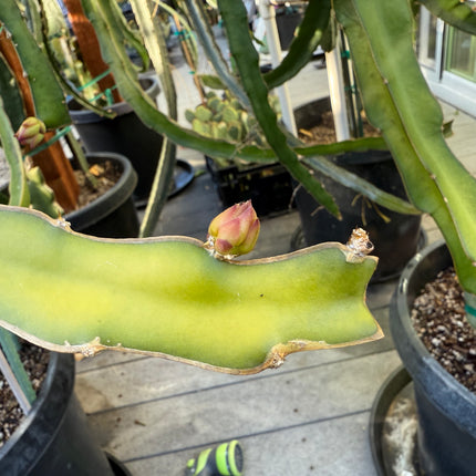 Ocamponis cristal dragon fruit live cutting (12")
