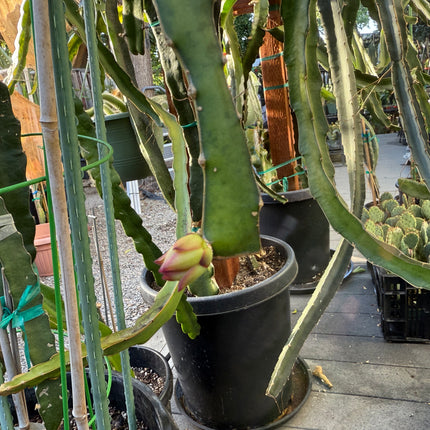 Ocamponis cristal dragon fruit live cutting (12")