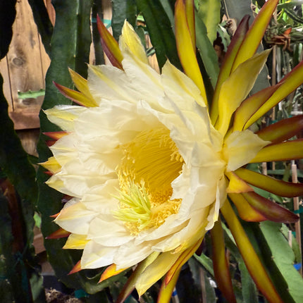 Kraken (Erongka- Purple Ocamponis) dragon fruit live cuttings 12”