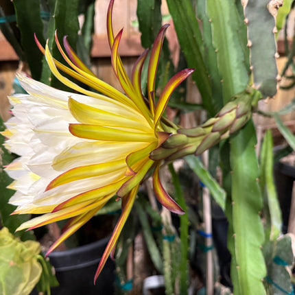 Kraken (Erongka- Purple Ocamponis) dragon fruit live cuttings 12”