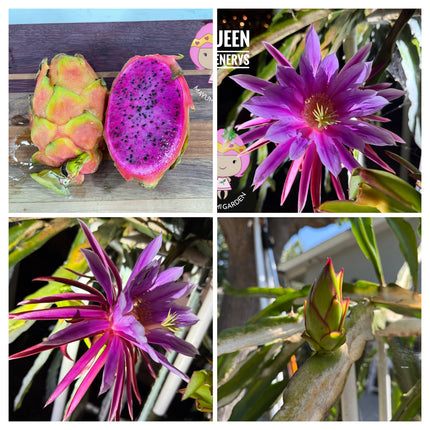 Queen Daenerys dragon fruit live cuttings and rooted plants