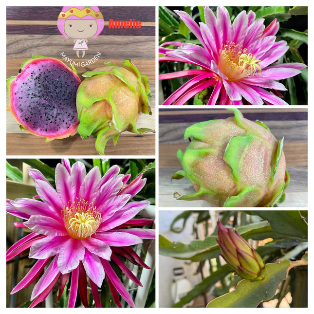 Amelie (Don Burnett ‘s hybrid) dragon fruit cutting (12") and rooted plant