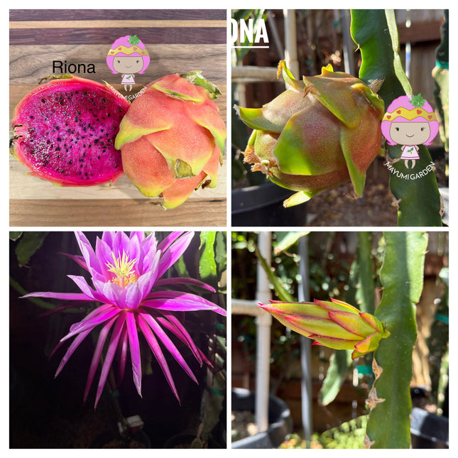 Riona Dragon Fruit live cutting (12")