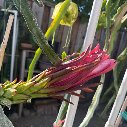 Asunta 6 Dragon Fruit Live Cuttings (12") (Official Asunta 6)