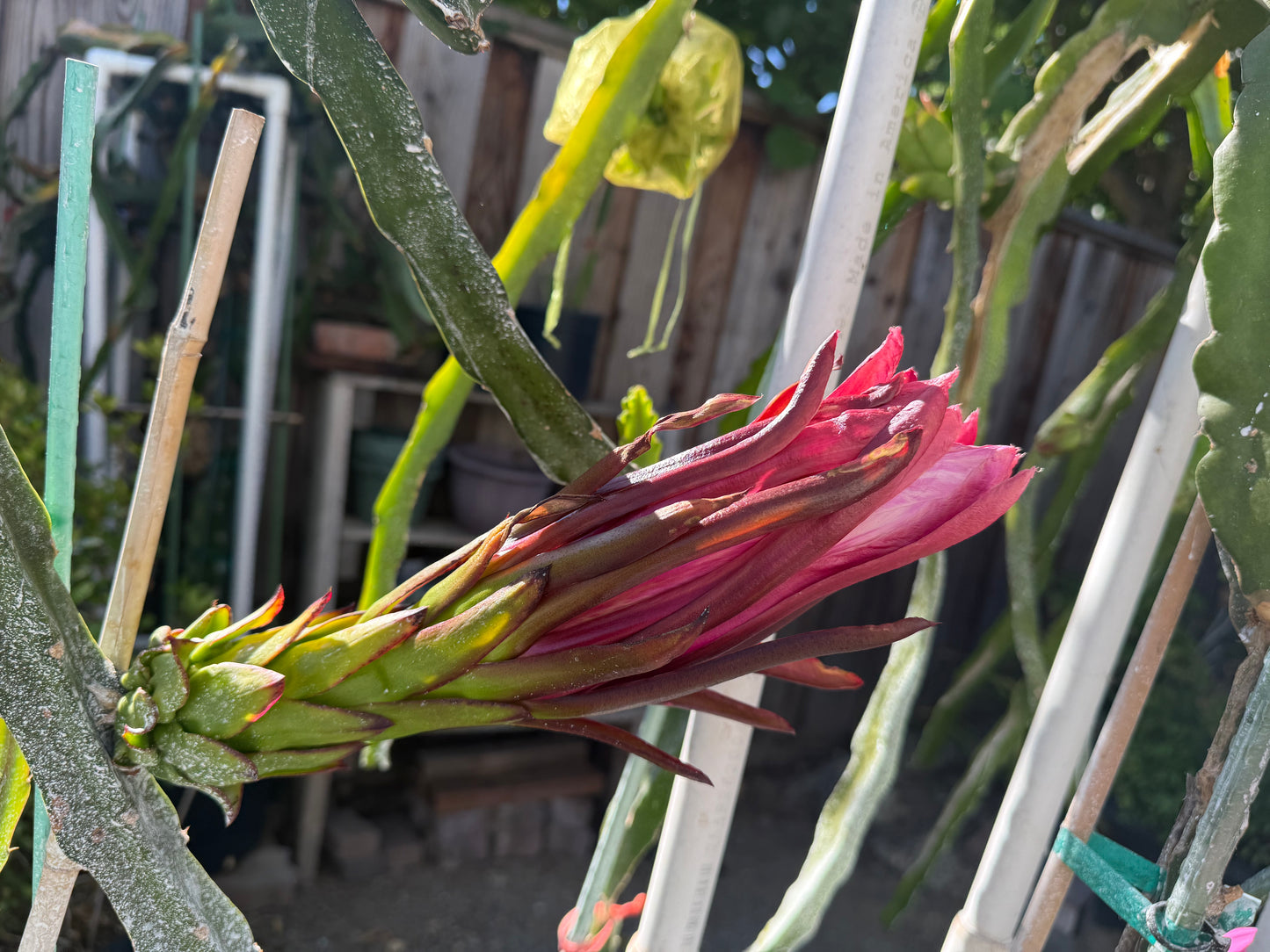 Asunta 6 Dragon Fruit Live Cuttings (12") (Official Asunta 6)