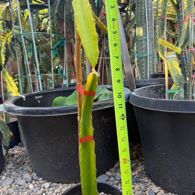 Rare Worth Lime Variegated Dragon Fruit Rooted Plant (20” Tall)