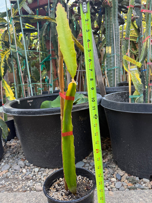 Rare Worth Lime Variegated Dragon Fruit Rooted Plant (20” Tall)