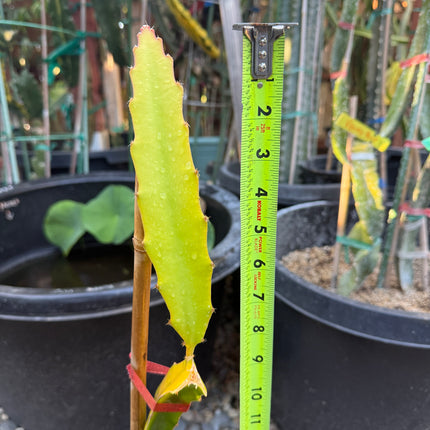 Rare Worth Lime Variegated Dragon Fruit Rooted Plant (20” Tall)