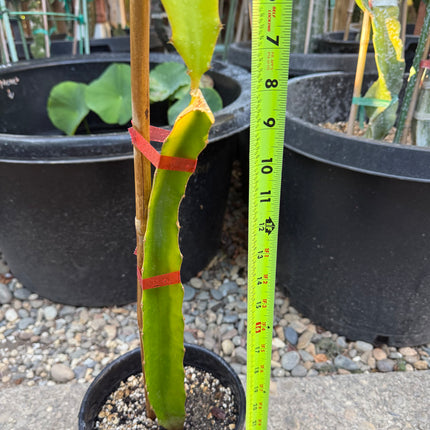 Rare Worth Lime Variegated Dragon Fruit Rooted Plant (20” Tall)