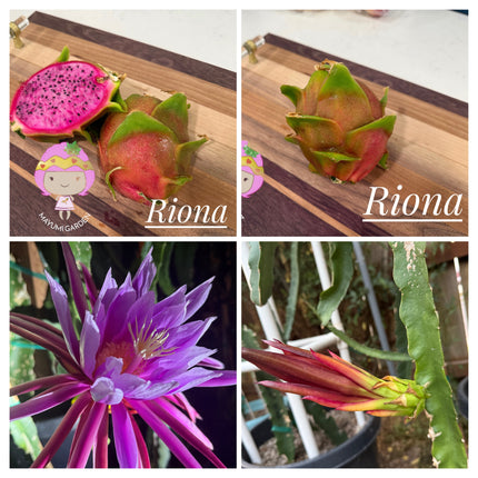 Riona Dragon Fruit live cutting (12")