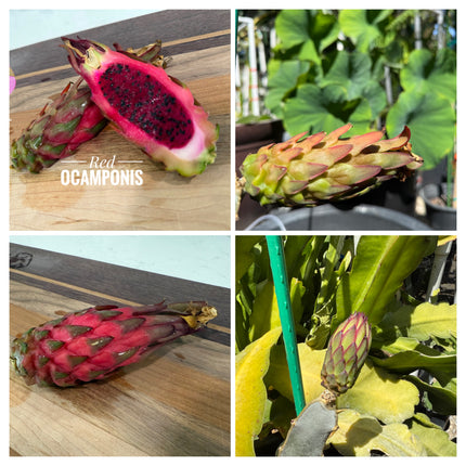 Red Ocamponis Dragon Fruit Cutting