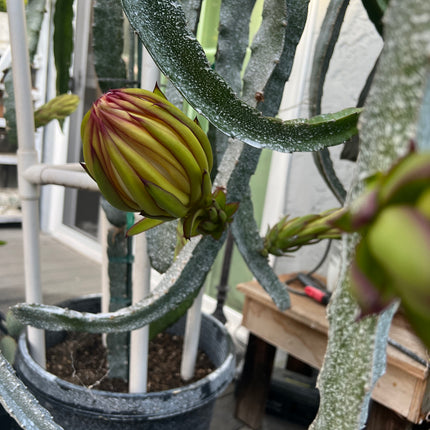Venus dragon fruit live cuttings