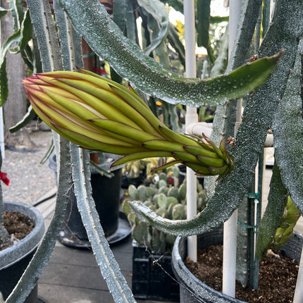 Venus dragon fruit live cuttings