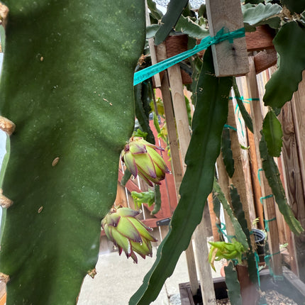 Country Roads dragon fruit live cutting