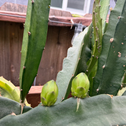 Mexicana Dragon Fruit Live cutting