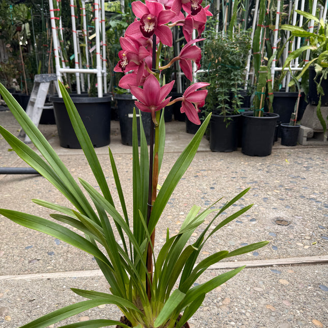 Cymbidium Barrita Twinkle "Nice dark pink"  (boat orchid) live plant