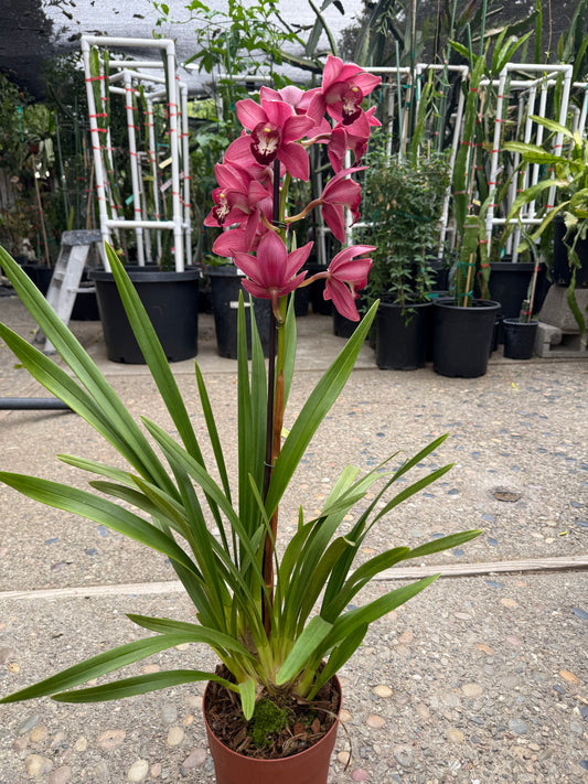 Cymbidium Barrita Twinkle "Nice dark pink"  (boat orchid) live plant