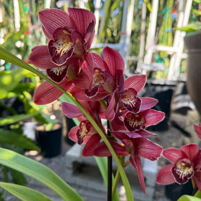 Cymbidium Hades Orchid (Red Boat orchid) live plant