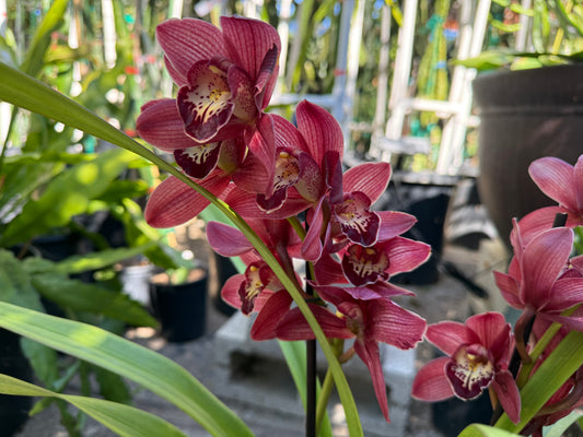 Cymbidium Hades Orchid (Red Boat orchid) live plant