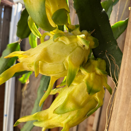 ISIS  Gold / Australian Gold dragon fruit cutting (12" or longer)