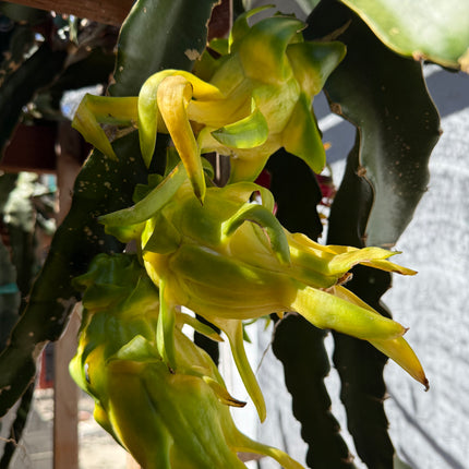 ISIS  Gold / Australian Gold dragon fruit cutting (12" or longer)