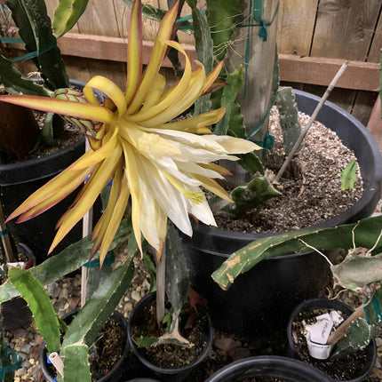 Asunta 5 Starburst Official dragon fruit live cutting (12”)