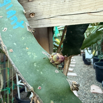 🍊 Orange Giant (Hylocereus hybrid)