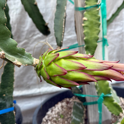 Asunta 5 Starburst Official dragon fruit live cutting (12”)