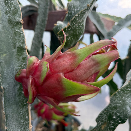 Venus dragon fruit live cuttings