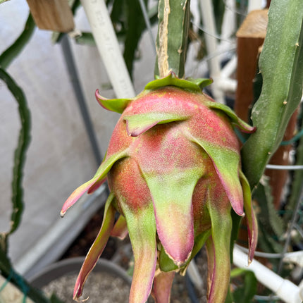 Amelie (Don Burnett ‘s hybrid) dragon fruit cutting (12") and rooted plant