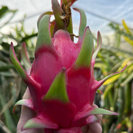 Venus dragon fruit live cuttings