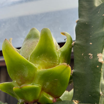 Mexicana Dragon Fruit Live cutting