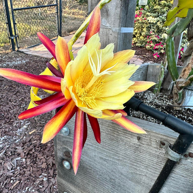 The Lost Dutchman Epiphyllum cutting