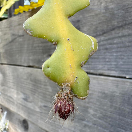 The Lost Dutchman Epiphyllum cutting