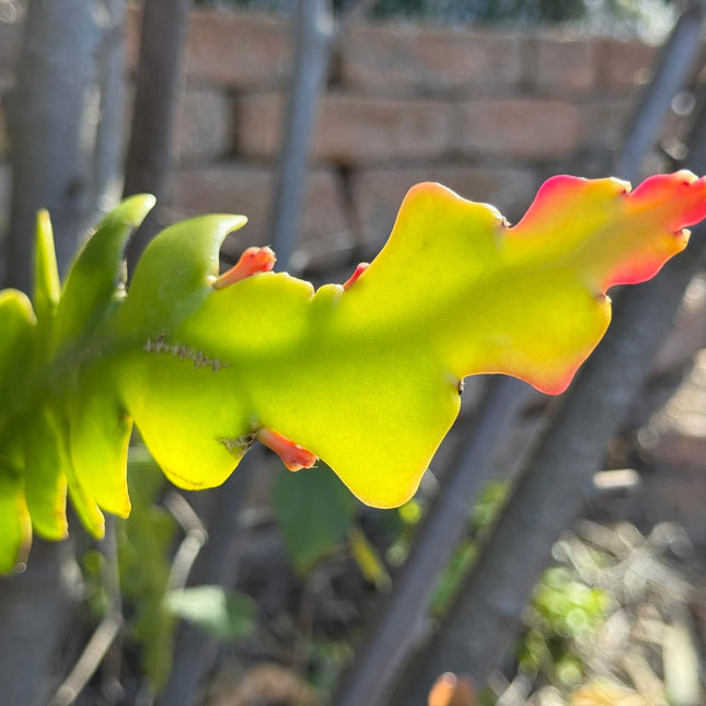 The Lost Dutchman Epiphyllum cutting