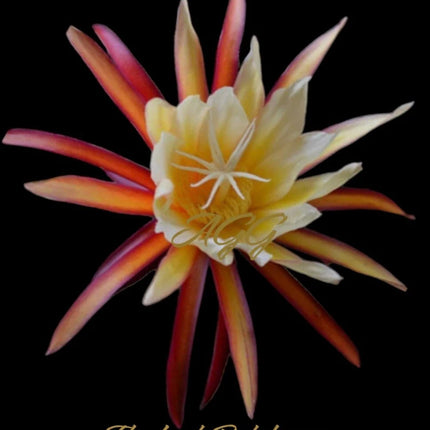The Lost Dutchman Epiphyllum cutting