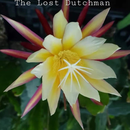 The Lost Dutchman Epiphyllum cutting