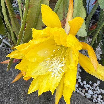 Golden  epiphyllum live cuttings