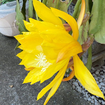 Golden  epiphyllum live cuttings