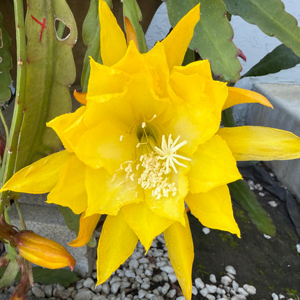Golden  epiphyllum live cuttings