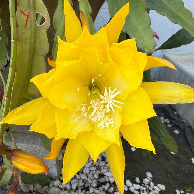 Golden  epiphyllum live cuttings