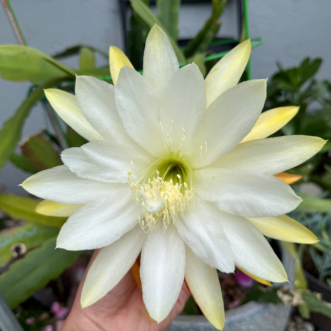 Eiphyllum Crenatum hybrid (Light Yellow Epiphyllum) live cutting