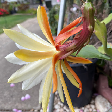 Eiphyllum Crenatum hybrid (Light Yellow Epiphyllum) live cutting