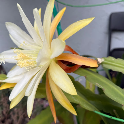 Eiphyllum Crenatum hybrid (Light Yellow Epiphyllum) live cutting