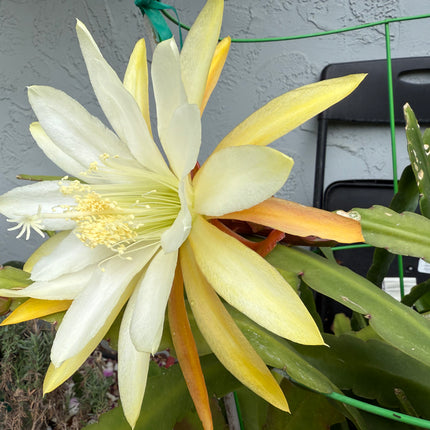 Eiphyllum Crenatum hybrid (Light Yellow Epiphyllum) live cutting